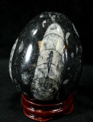 Polished Fossil Orthoceras (Cephalopod) Egg #23751